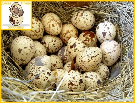 Яйца инкубационные перепела Техасец - супер бройлер (США, штат-Теха́с).

Переп. . фото 7