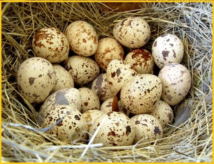 Реализуем яйца перепела  инкубационные, есть три породы.
Феникс Золотистый - се. . фото 7