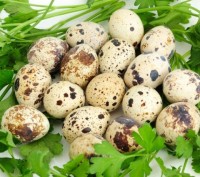 Перепелиные яйца – уникальный по своей питательной ценности продукт, содер. . фото 5
