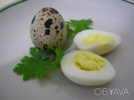 Перепелиные яйца – уникальный по своей питательной ценности продукт, содер. . фото 1