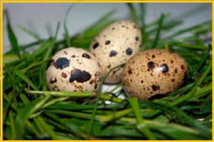 Яйца перепелиные - перепела, мясо - домашние.

В перепелиных яйцах содержится . . фото 2