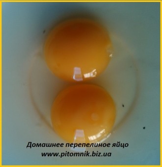Яйца перепелиные - перепела, мясо - домашние.

В перепелиных яйцах содержится . . фото 5
