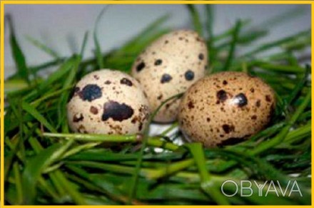 Яйца перепелиные - перепела, мясо - домашние.

В перепелиных яйцах содержится . . фото 1