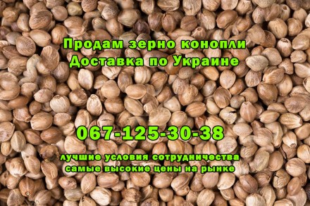 Продам зерно конопли, для прикормки рыбы, для производства масла, приготовления . . фото 2