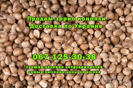 Продам зерно конопли, для прикормки рыбы, для производства масла, приготовления . . фото 1