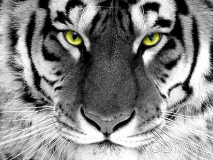 Набор алмазной вышивки "Взгляд тигра"
Общие характеристики: полная выкладка, ква. . фото 1