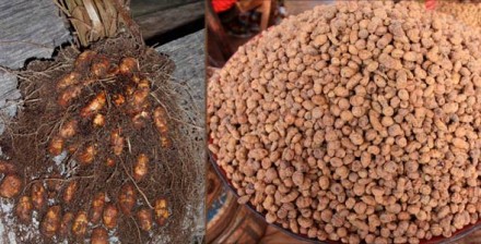 Продам крупные семена чуфы- земляной миндаль или тигровый орех (смотрите мои фот. . фото 6