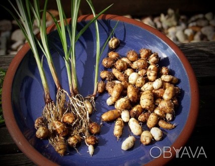 Продам крупные семена чуфы- земляной миндаль или тигровый орех (смотрите мои фот. . фото 1