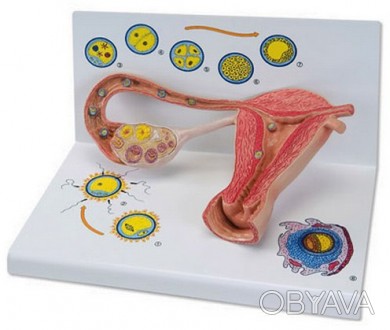 Модель схематически изображает, как созревает яйцеклетка, как происходит овуляци. . фото 1