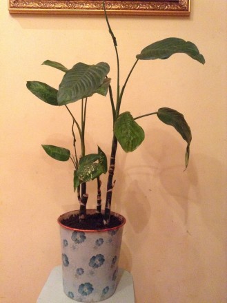 Диффенбахия (Аглаонема). Комнатное растение.. Одесса. фото 1