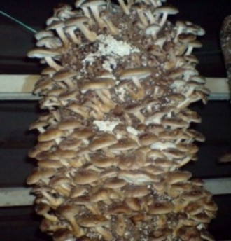 Мицелий гриба  вешенка  упаковка 5 кг под закз мицелий шиитаке и намеко. . фото 3