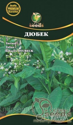 Семена табака "Дубэк". Позднее ароматное разнообразие табачного табака, выращенн. . фото 1