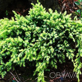 Можжевельник чешуйчатый Холгер / Juniperus squamata Holger
Считается одним из по. . фото 1
