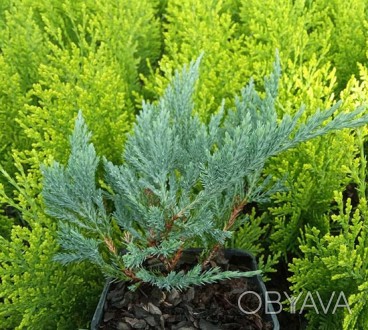 Можжевельник горизонтальный 'Блю Чип' (Juniperus horizontalis 'Blue Chip') - это. . фото 1