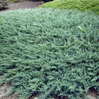 Можжевельник Вилтони / d 40-60 / Juniperus horizontalis Wiltonii. Балаклія. фото 1 Можжевельник Вилтони / d 40-60 / Juniperus horizontalis Wiltonii. Балаклія. фото 1