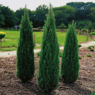 Можжевельник обыкновенный Хиберника / Juniperus Hibernica. Балаклія. фото 1 Можжевельник обыкновенный Хиберника / Juniperus Hibernica. Балаклія. фото 1