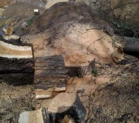 Професійне обрізання дерев, валка та розкряжування дерев, кронування! Порізка др. . фото 4