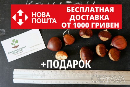 Купить семена каштана съедобного всё чаще хотят садоводы и дачники Украины. Это . . фото 1