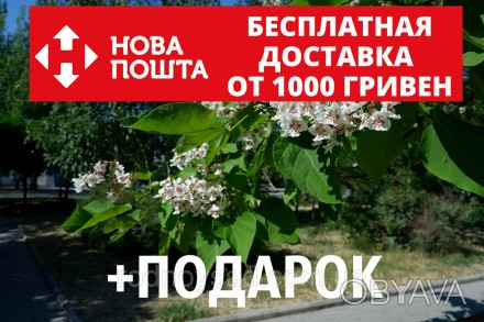 
Садоводы и дачники Украины всё чаще хотят купить семена катальпы, чтобы вырасти. . фото 1