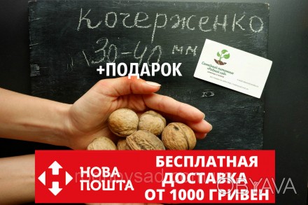 
	
	
	
	
	
	
	
	
	
	
	
 
	
	
	Если Вы приняли решение купить семена ореха Кочерж. . фото 1