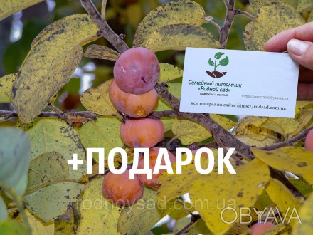 
	
	
	
	
	
	
	
	
	
	
	
 
	
	
	Украинцы всё чаще сажают экзотические растения и х. . фото 1