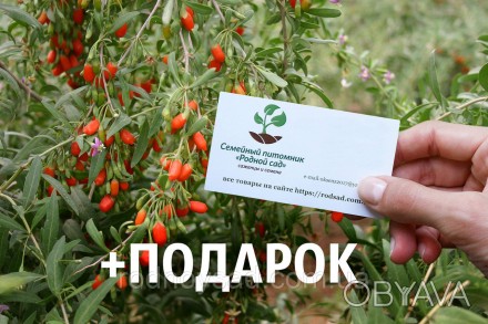 
	
	
	
	
	
	
	
	
	
	Купить семена ягод годжи сегодня хотят всё больше украинцев.. . фото 1