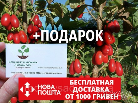 
Последнее время семена кизила пользуются особым спросом среди украинских садово. . фото 1