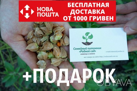  
Многие украинцы сегодня хотят купить семена ашвагандхи или индийского женьшеня. . фото 1