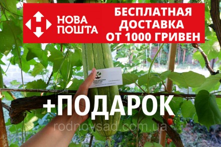 Люффа тыква мочалка семена 20 шт. Бердянськ. фото 1 Люффа тыква мочалка семена 20 шт. Бердянськ. фото 1