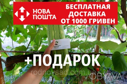 
	
	
	
	Сегодня многие огородники Украины хотят купить семена люффы. Это экзотич. . фото 1