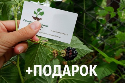 Ежевика ремонтантная Рубен семена 0,1 г (прибл 30 шт). Бердянск. фото 1 Ежевика ремонтантная Рубен семена 0,1 г (прибл 30 шт). Бердянск. фото 1