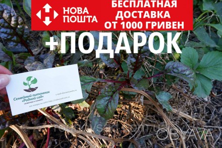 
	
	
	
	
	
	Не часто садоводы Украины хотят купить семена мангольда. Скорее всег. . фото 1