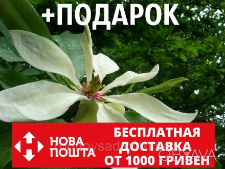  
	
	
	
	
	
	Многие украинцы хотят купить семена магнолии трёхлепестной и посади. . фото 1