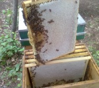 Продам пчелосемьи в апреле отводки в мае, июне. Порода карника и бакфаст на дада. . фото 4