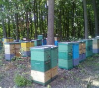 Продам пчелосемьи в апреле отводки в мае, июне. Порода карника и бакфаст на дада. . фото 2