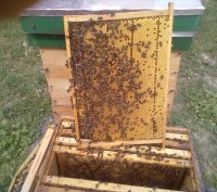 Продам пчелосемьи в апреле отводки в мае, июне. Порода карника и бакфаст на дада. . фото 3