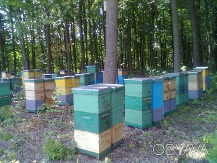 Продам пчелосемьи в апреле отводки в мае, июне. Порода карника и бакфаст на дада. . фото 1