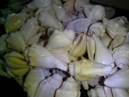 Продам натуральные океанские ракушки "Strombus Urceus".

Размер раку. . фото 3