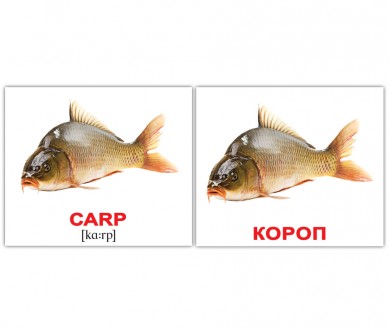 Карточки Домана. Водяні тварини/Water animals. Міні. 40 карток.. Київ. фото 1 Карточки Домана. Водяні тварини/Water animals. Міні. 40 карток.. Київ. фото 1