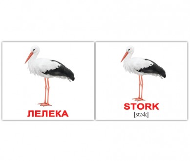 Карточки Домана.Птахи/Birds . Міні. 40 карток.. Київ. фото 1 Карточки Домана.Птахи/Birds . Міні. 40 карток.. Київ. фото 1