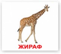 Дикие животные. Карточки Домана. Вундеркинд с пелёнок. Київ. фото 1 Дикие животные. Карточки Домана. Вундеркинд с пелёнок. Київ. фото 1