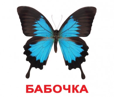 Насекомые. Карточки Домана. Вундеркинд с пелёнок. Київ. фото 1 Насекомые. Карточки Домана. Вундеркинд с пелёнок. Київ. фото 1