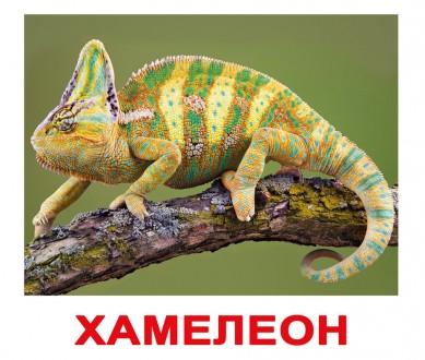 Экзотические животные. Карточки Домана. Вундеркинд с пелёнок. Київ. фото 1 Экзотические животные. Карточки Домана. Вундеркинд с пелёнок. Київ. фото 1