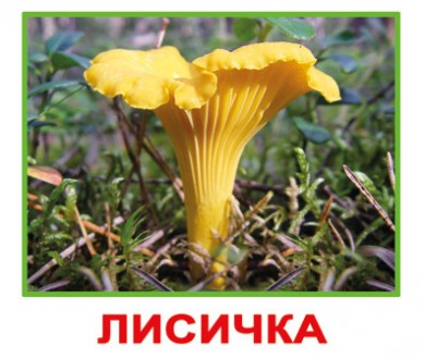 «Грибы» МИНИ 20 Карточки Домана. Київ. фото 1 «Грибы» МИНИ 20 Карточки Домана. Київ. фото 1
