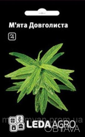 Мята длиннолистная (Mentha longifolia) - многолетнее травянистое растение рода м. . фото 1