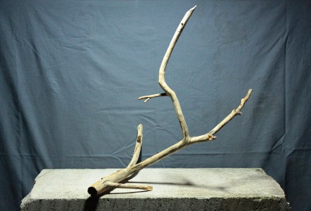Коряга (47,5х32х28 см). Одеса. фото 1 Коряга (47,5х32х28 см). Одеса. фото 1