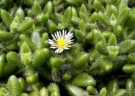 Делосперма шиповатая, суккулент 
(Delosperma echinatum)
Делосперма ежевидная  . . фото 3