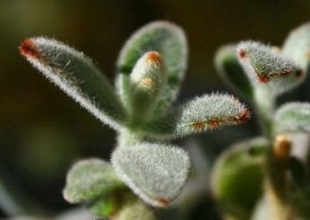 Каланхоэ войлочное, суккулент
(Kalanchoe tomentosa)
Выходец с Мадагаскара, кал. . фото 4