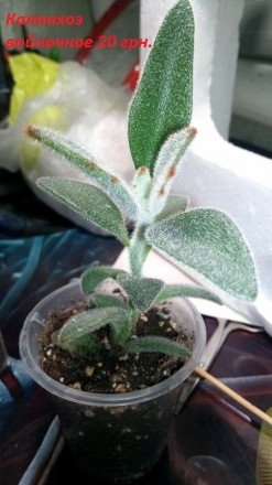 Каланхоэ войлочное, суккулент
(Kalanchoe tomentosa)
Выходец с Мадагаскара, кал. . фото 2