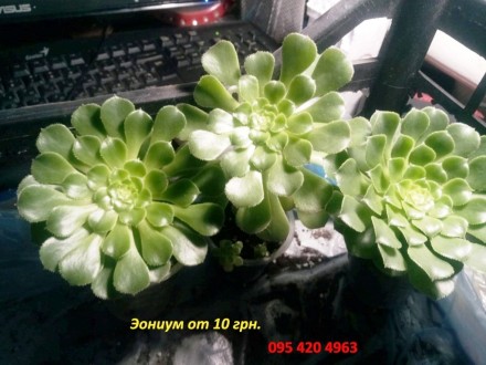 Эониум аизон, суккулент 
(Aeonium aizoon)
Крупное розеточное растение. Стебли . . фото 3